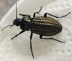 Carabus clatratus