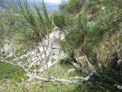 Carmichaelia glabrescens