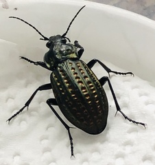 Carabus clatratus
