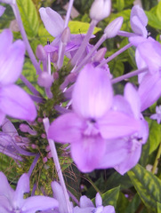 Pseuderanthemum graciliflorum