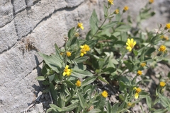 Arnica rydbergii