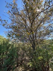 Quercus peninsularis