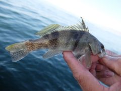 Paralabrax nebulifer