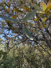 Quercus peninsularis