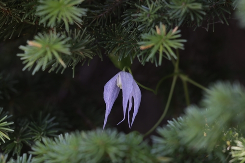 Clematis occidentalis