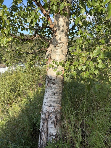 Downy Birch