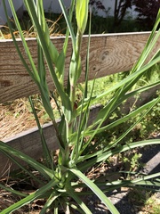 Tragopogon porrifolius