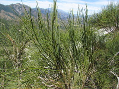 Carmichaelia glabrescens