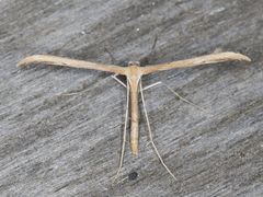 Oidaematophorus occidentalis