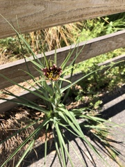Tragopogon porrifolius