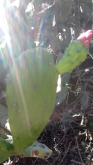 Opuntia dulcis