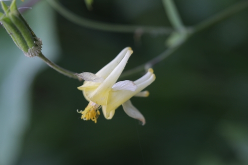Aquilegia flavescens, photograph 6