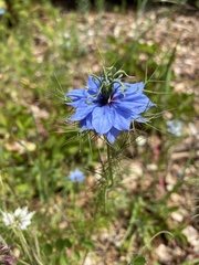 Nigella