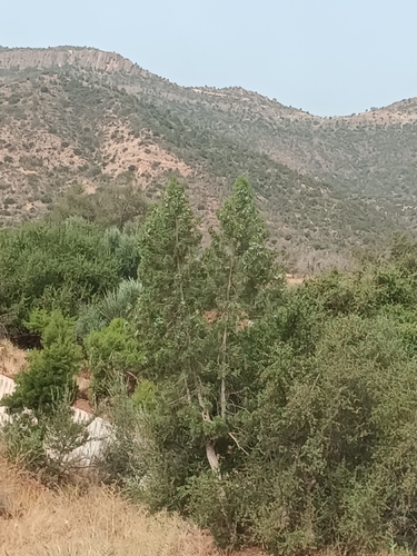 sandarac tree