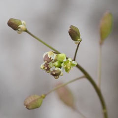 Hornungia procumbens