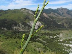 Carmichaelia glabrescens