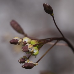 Hornungia procumbens