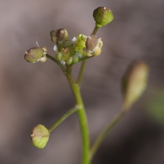 Hornungia procumbens