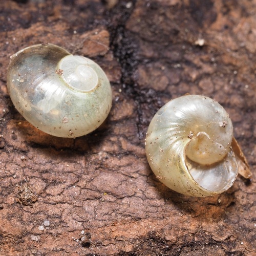 Pellucid Glass-snail