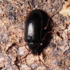 Gonodera luperus