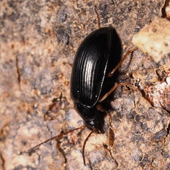 Gonodera luperus
