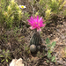 Echinocereus reichenbachii perbellus - Photo (c) Nathan Taylor, some rights reserved (CC BY-NC), uploaded by Nathan Taylor