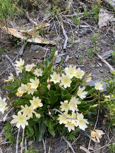 Lewisiopsis tweedyi
