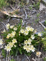 Lewisiopsis tweedyi