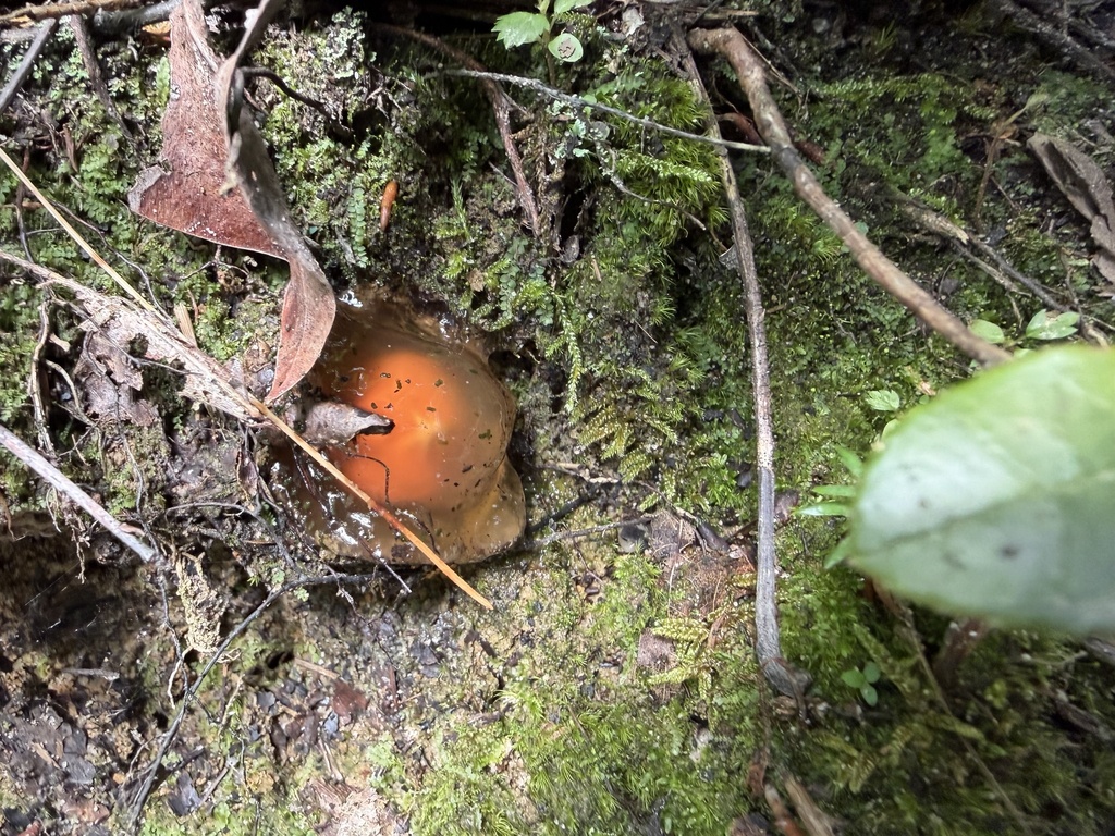 stalked puffball-in-aspic · August 2026 · photo: Photo: (c) SiphonophoreSlinger, some rights reserved (CC BY) · iNaturalist