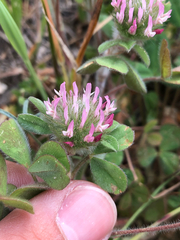 (c) Kyle Elshoff, some rights reserved (CC BY) Trifolium hirtum, photograph (c) Kyle Elshoff, some rights reserved (CC BY)