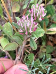 Trifolium hirtum, photograph (c) Kyle Elshoff, some rights reserved (CC BY)