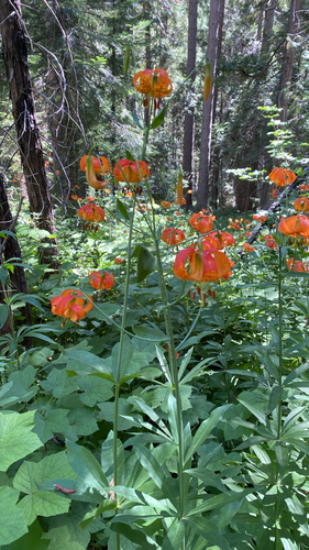 Lilium pardalinum, photograph 3