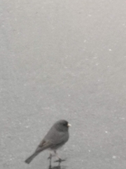 Junco hyemalis image