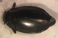 Dineutus carolinus