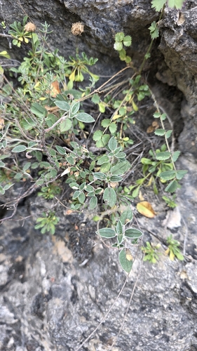 Helianthemum cinereum