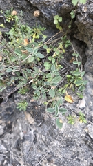 Helianthemum cinereum