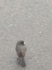 Junco hyemalis image