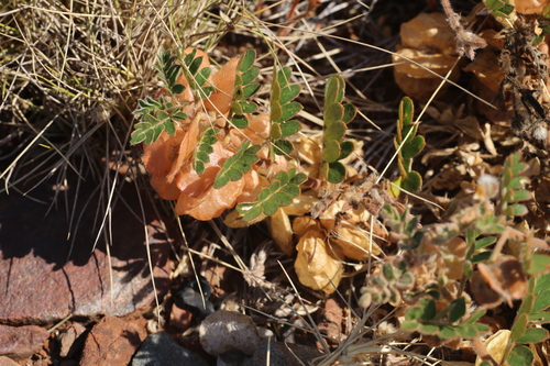Tribulus hirsutus (Tribulus hirsutus)