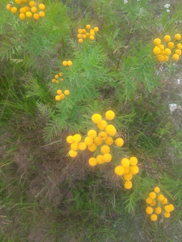Common Tansy