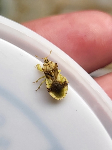 Jagged Ambush Bug