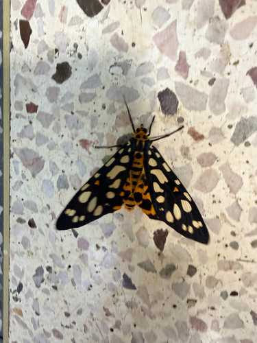Aglaomorpha histrio
