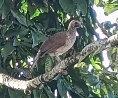East Brazilian Chachalaca (Ortalis araucuan), photo 3