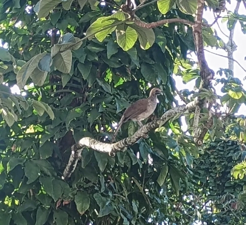 East Brazilian Chachalaca (Ortalis araucuan), photo 4