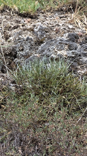 Erinacea anthyllis, photograph 3