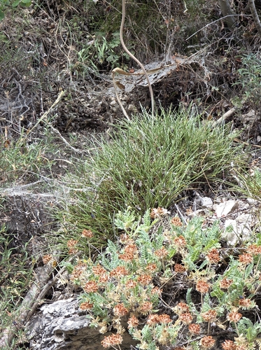Erinacea anthyllis, photograph 4