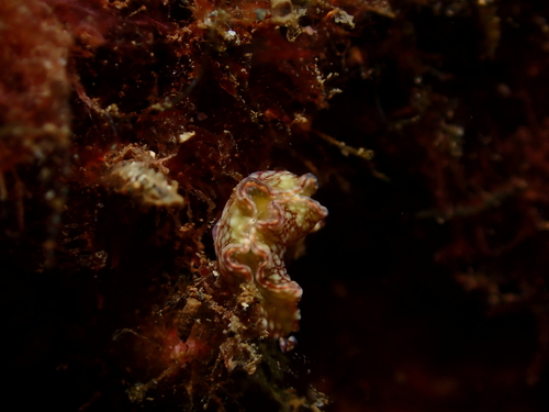 Elysia rufescens, 2026-03-31