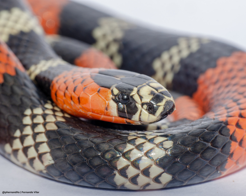 Bolivian Coral Snake, Micrurus serranus