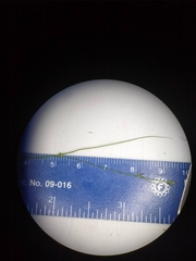 Carex trisperma