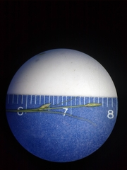 Carex trisperma