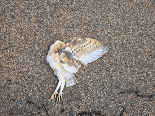 American Barn Owl
